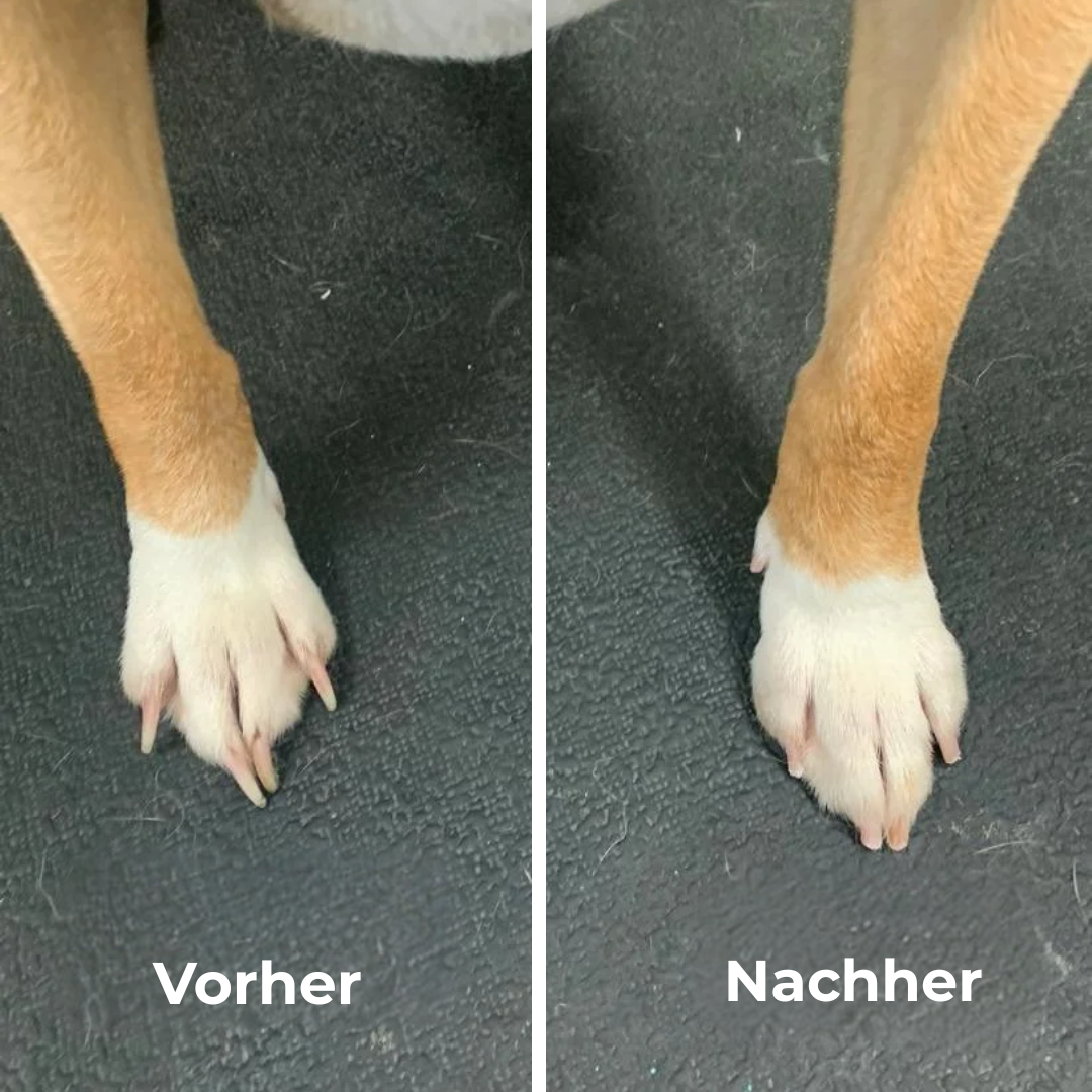 PawGlow Krallen schneiden ohne Stress